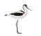 Pied avocet, Recurvirostra avosetta, black and white wader, stilt family, isolated on white