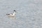 Pied Avocet (Recurvirostra avosetta) in a Camargue pond