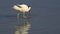 Pied avocet (Recurvirostra avosetta) feeding