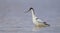 Pied avocet - Recurvirostra avosetta - feeding on the shore of lagoon