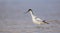 Pied avocet - Recurvirostra avosetta - feeding on the shore of lagoon