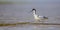 Pied avocet - Recurvirostra avosetta - feeding on the shore of lagoon