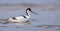 Pied avocet - Recurvirostra avosetta - feeding on the shore of lagoon