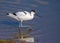 Pied Avocet - Recurvirostra avosetta feeding on a wetland..