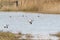 Pied Avocet (Recurvirostra avosetta) in flight, taken in the UK