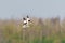 Pied Avocet (Recurvirostra avosetta) in flight, taken in the UK