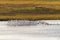 Pied Avocet (Recurvirostra avosetta) flock in flight, taken in the UK