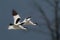 Pied Avocet - Recurvirostra avosetta flying above the lake on migration. Male and female