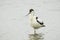 Pied Avocet, Recurvirostra avosetta, foraging
