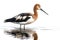 Pied Avocet - Recurvirostra avosetta in front of a white background Generative AI animal ai