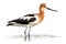 Pied Avocet, Recurvirostra avosetta, in front of white background Generative AI animal ai