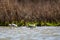 Pied avocet, Recurvirostra avosetta, Laguna de Fuente de Piedra