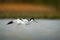 Pied Avocet - Recurvirostra avosetta on the lake on migration