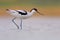 Pied Avocet - Recurvirostra avosetta on the lake on migration