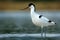 Pied Avocet - Recurvirostra avosetta on the lake on migration