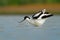 Pied Avocet - Recurvirostra avosetta on the lake on migration