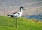 Pied Avocet - Recurvirostra avosetta at rest.