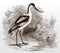 Pied avocet, recurvirostra avosetta in side view standing on the shore of a water