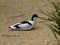 Pied avocet, Recurvirostra avosetta, sits by a green clump of grass