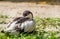 Pied avocet sitting on the ground in closeup, black and white wading from Eurasia