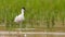 Pied avocet standing in flood in spring with copy space