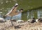 Pied avocet is starting flight