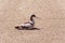 Pied avocet, a wader with white plumage, a black cap and black patches in the wings and on the back. Wild life of birds