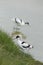 Pied Avocet wading in water