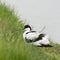 Pied Avocet wading in water