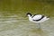 Pied Avocet wading in water