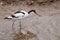 Pied Avocet wild bird wading in water