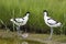 Pied Avocets with baby chick