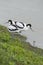 Pied Avocets with baby chick