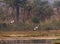 Pied avocets flying in the wildlife conservation of wetlands of Punjab Pakistan