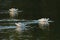 Pied avocets in swirling water