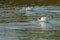 Pied avocets in Taiwan