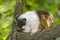 Pied bare-faced tamarin