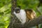 Pied bare-faced tamarin