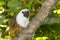 Pied bare-faced tamarin