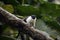 Pied bare-faced tamarin, Saguinis bicolour bicolour,