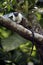 Pied bare-faced tamarin, Saguinis bicolour bicolour,