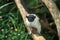 Pied Bare Faced Tamarin, saguinus bicolor bicolor, Adult standing on Branch