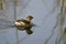 Pied-billed Grebe