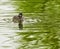 Pied-Billed Grebe