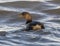 Pied-billed grebe, binomial name Podilymbus podiceps, swimming in White Rock Lake in Dallas, Texas.