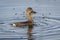 Pied-billed Grebe Catching a Crayfish - Florida