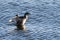 Pied Billed Grebe flapping wings around