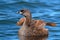 Pied-Billed Grebe Floating in the Water