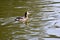 Pied billed grebe Podilymbus podiceps, 11.