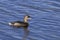 Pied-billed grebe, podilymbus podiceps